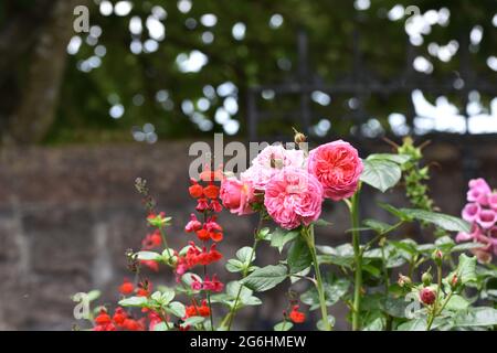 Des bouquets de roses de jardin roses entourées d'autres plantes et de fleurs avec un magnifique fond de bokeh, Angleterre, Royaume-Uni Banque D'Images