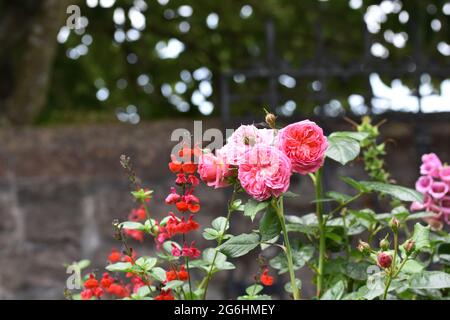 Des bouquets de roses de jardin roses entourées d'autres plantes et de fleurs avec un magnifique fond de bokeh, Angleterre, Royaume-Uni Banque D'Images