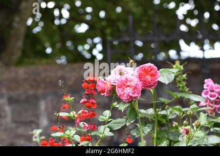 Des bouquets de roses de jardin roses entourées d'autres plantes et de fleurs avec un magnifique fond de bokeh, Angleterre, Royaume-Uni Banque D'Images
