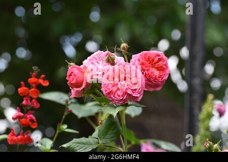 Des bouquets de roses de jardin roses entourées d'autres plantes et de fleurs avec un magnifique fond de bokeh, Angleterre, Royaume-Uni Banque D'Images