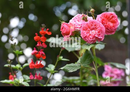 Des bouquets de roses de jardin roses entourées d'autres plantes et de fleurs avec un magnifique fond de bokeh, Angleterre, Royaume-Uni Banque D'Images