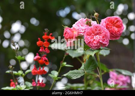 Des bouquets de roses de jardin roses entourées d'autres plantes et de fleurs avec un magnifique fond de bokeh, Angleterre, Royaume-Uni Banque D'Images