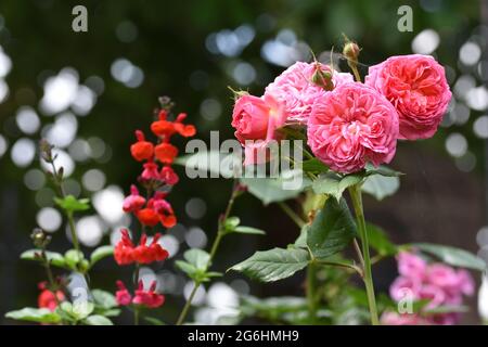 Des bouquets de roses de jardin roses entourées d'autres plantes et de fleurs avec un magnifique fond de bokeh, Angleterre, Royaume-Uni Banque D'Images