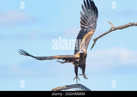 Un jeune Eagle à queue de Wedge prend le vol Banque D'Images