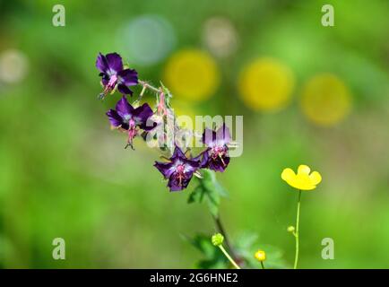 Un lilas géranium phaeum et des buttercups jaunes dans un pré dans le Belianske Tatra en Slovaquie. Banque D'Images