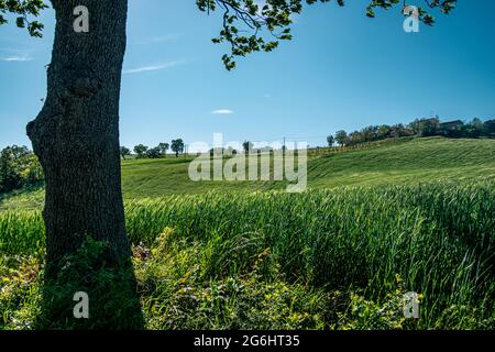 Paysage rural à la fin du printemps. Colline de Bologne, Château de Serravalle, Emilia et Romagna, Italie. Banque D'Images