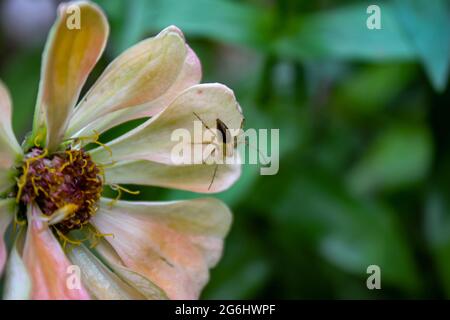 l'araignée avec le fond de fleur orange dans la cour Banque D'Images