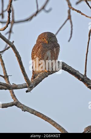 Owlet (Glaucidium cuculoides bruegeli) adulte perché dans l'arbre Kaeng Krachan, Thaïlande Novembre Banque D'Images