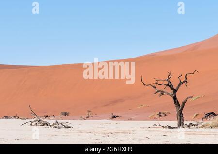 Dunes et ornes de chameaux morts , Vachellia erioloba, dans le désert du Namib, Dead Vlei, Sossusvlei, Namibie, Afrique. Banque D'Images