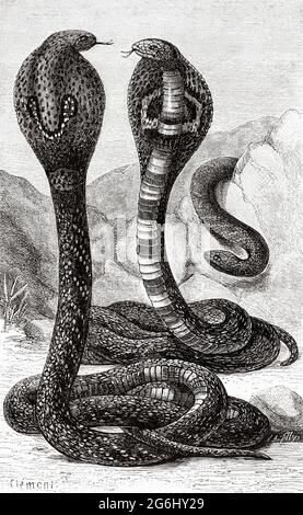 Le cobra indien (Naja naja) cobra à spectre, cobra asiatique, ou cobra binocellate, est une espèce du genre Naja trouvée, en Inde, au Pakistan, au Bangladesh, au Sri Lanka, Népal et Bhoutan. Ancienne illustration gravée du XIXe siècle de la nature 1888 Banque D'Images