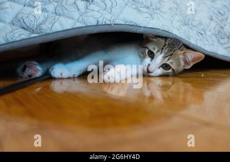 Un tabby avec chaton blanc peeks de sous un canapé avec réflexion dans le plancher de bois franc Banque D'Images