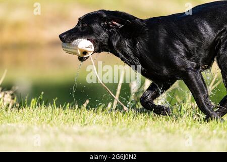 Un entraînement de Black Labrador Retriever lors d'une agréable soirée d'été pour la saison de chasse à venir Banque D'Images
