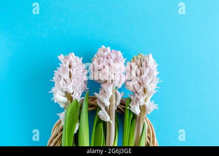 Trois fleurs en jacinthe sur fond bleu vif avec espace de copie pour le texte. Joyeuses Pâques. Banque D'Images