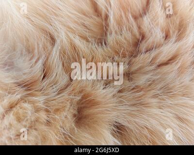 fourrure naturelle d'un chat domestique de couleur rouge à rayures Banque D'Images