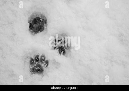 Animaux à l'extérieur en hiver.traces d'animaux dans la neige.Paw imprime dans la neige blanche d'hiver.animaux qui ont de la difficulté à trouver de la nourriture à l'extérieur en hiver Banque D'Images