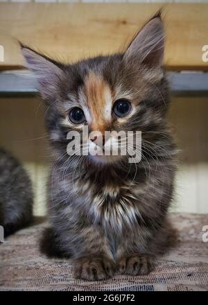 Un gros plan d'un chaton rayé gris Banque D'Images