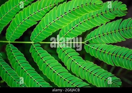 Feuilles d'acacia gros plan.feuilles d'un arbre de soie (Albizia julibrissin Durazz).branches et feuilles d'acacia. Plante verte de fond de la nature. Banque D'Images