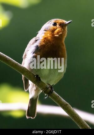 Robin adulte, ou Robin européen, erithacus rubecula, perchée dans un arbre, Suffolk UK Banque D'Images