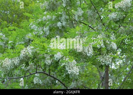 Gros plan de fleurs d'acacia sur un arbre. Banque D'Images