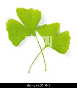 Deux feuilles de ginkgo vertes, l'une au-dessus de l'autre, sur fond blanc. Ginkgo biloba, aussi gingko ou maidenhair, symbole officiel de Tokyo. Banque D'Images