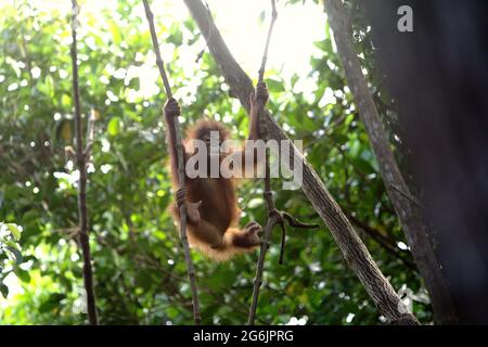 Jeune orang-outan balançant dans la réserve naturelle de Rasa Ria, Kota Kinabalu, Sabah, Malaisie. Banque D'Images