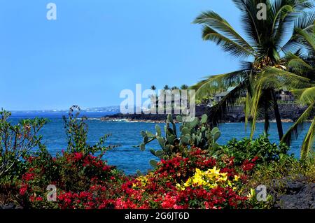 Bougainvillias et cactus fleurissent côte à côte dans le climat tropical de la Grande île d'Hawaï.