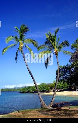 Un ciel bleu vif encadre deux palmiers séparés sur une plage sur la côte de Kohala sur la grande île d'Hawaï. Les nageurs apprécient la plage en pente douce. Banque D'Images