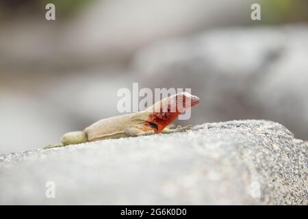 Espanola Lava Lizard (Microlophus delanonis) Banque D'Images