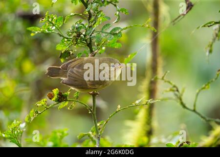 Paruline-finch (Certhdea olivacea) Banque D'Images