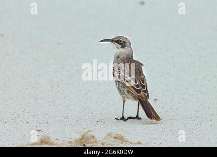 Espanola (capuchon) Mockingbird (Nesomimus macdonaldi) Banque D'Images