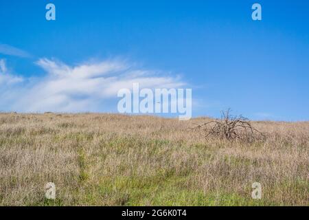 En regardant jusqu'au sommet herbeux au sommet de la colline avec un ciel bleu vif. Un seul arbuste sec. Herbe jaunée. Banque D'Images