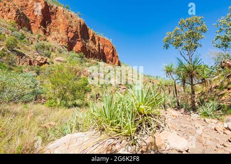 Vue spectaculaire sur les falaises rouges de la populaire Emma gorge, El Questro, Gibb River Road, Australie occidentale, Australie occidentale, Australie Banque D'Images