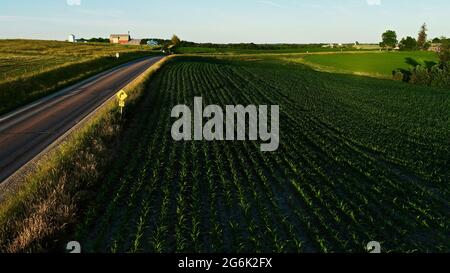 Vue aérienne de la ferme amish et des champs fertiles de maïs, de foin de luzerne et de pâturages parsemés de bétail, courbe dans la route de campagne, Hillsboro, Wisconsin, États-Unis Banque D'Images