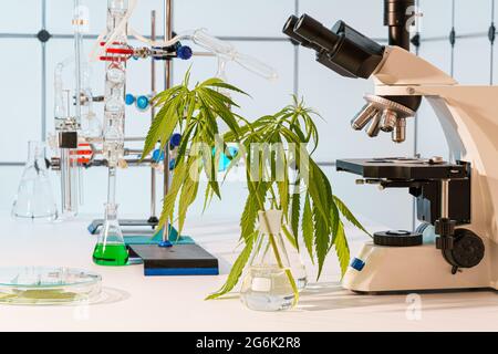 Cannabis marijuana plante feuille en laboratoire scientifique avec microscope et verre de laboratoire Banque D'Images