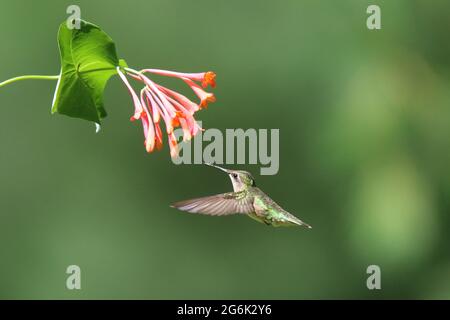 Colibri à gorge rubis femelle visitant des fleurs de chèvrefeuille de miel pour se nourrir sur le nectar Banque D'Images