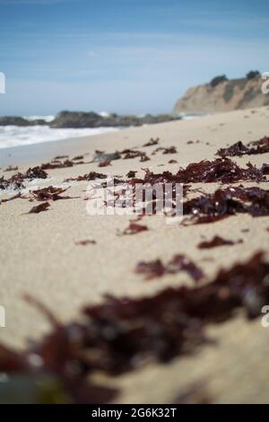 Image verticale de la plage de Ross Cove prise au niveau du sol montrant les algues, l'océan, les falaises et les rochers Banque D'Images