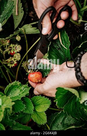 Les mains masculines cueissent des fraises. L'agriculteur récolte des fraises. Récolte de baies fraîches de saison. Mise au point sélective. Gros plan. Tir vertical. PE Banque D'Images