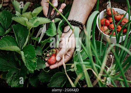 Les mains masculines cueissent des fraises. L'agriculteur récolte des fraises. Récolte de baies fraîches de saison. Gros plan. Tir vertical. Les gens au travail. Hé Banque D'Images