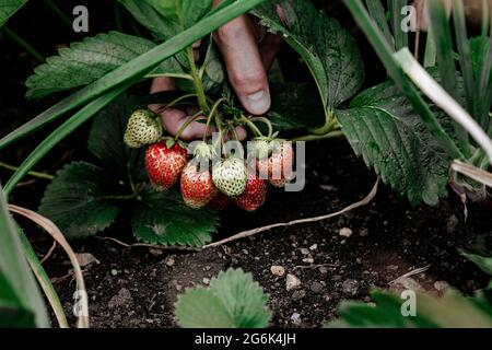 Les mains masculines cueissent des fraises. L'agriculteur récolte des fraises. Récolte de baies fraîches de saison. Les gens au travail. Tir vertical. Les gens à la wor Banque D'Images