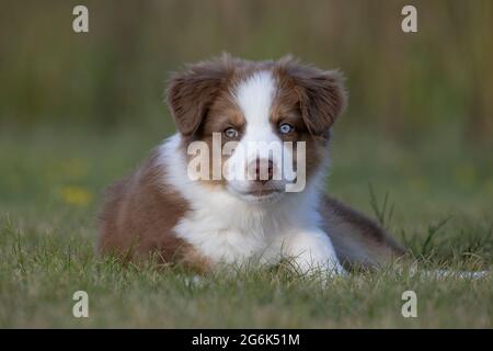 Chiot berger australien Banque D'Images