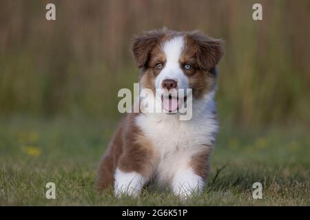 Chiot berger australien Banque D'Images