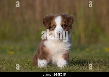 Berger australien, chiot de 10 semaines Banque D'Images