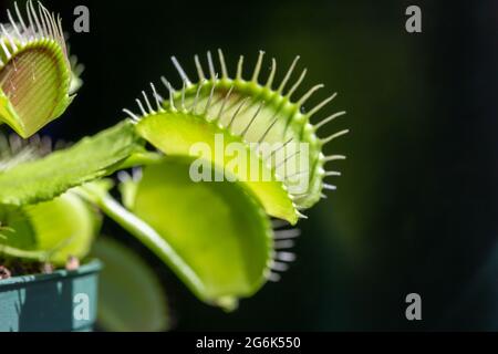 Cette image montre une vue macro abstraite de texture d'un piège à mouches de Vénus (dionaea musicipula) maison carnivore avec arrière-plan défoqué. Banque D'Images