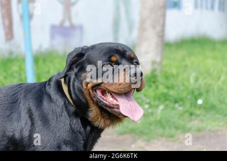 Portrait court adulte Rottweiler contre l'herbe verte. Vue latérale du chien mâle avec sa bouche ouverte et la langue qui dépasse. Un animal calme et sûr de lui Banque D'Images