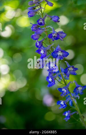 beautiful delphinium flower growing on the lawn Banque D'Images