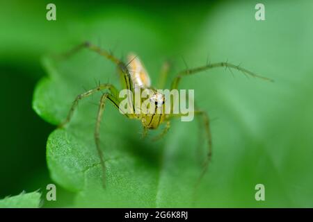 Araignée de lynx rayée femelle, Oxyopes salticus, Satara, Maharashtra, Inde Banque D'Images