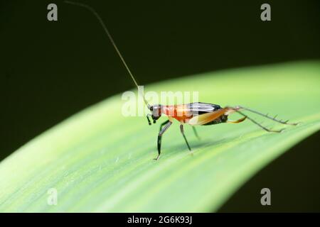 Trig Cricket, Phyllopalpus pulchellus, Satara, Maharashtra, Inde Banque D'Images