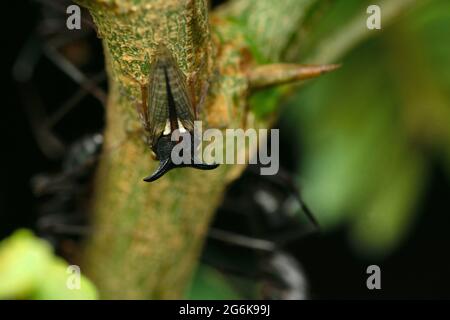 Trémie à trois cornes, Acanthuchus trispinifer, Satara Maharashtra Inde Banque D'Images