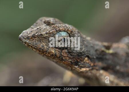 Homme de Lenzard à gorge éventail, Sarada ponticeriana, Satara, Maharashtra Inde Banque D'Images