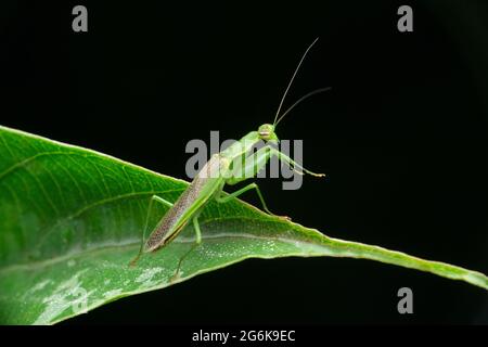 Vue latérale de Fleur Mantis, Odontomantis pulchra, Satara Maharashtra Inde Banque D'Images